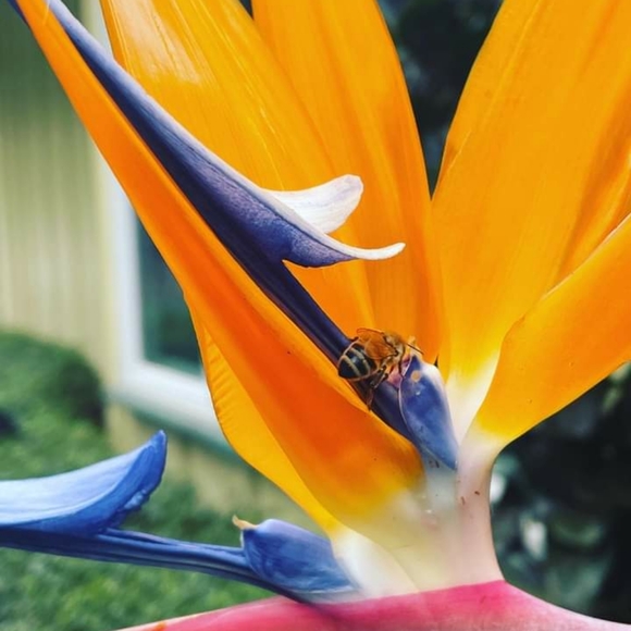 Meet your Posher, Authentic ☝ - Picture 2 of 4